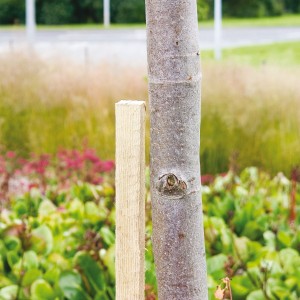 Good Life Tree Stake